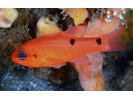 Twospot Cardinalfish - Cardinalfish (<i>Apogon pseudomaculatus</i>)