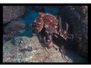 Two-spot Octopus - Mollusks<br>(<i>Octopus bimaculatus</i>)