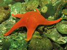 Vermilion Star - Echinoderms<br>(<i>Mediaster aequalis</i>)