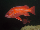 Vermilion Rockfish - Scorpionfish<br>(<i>Sebastes miniatus</i>)