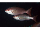 Vermillion Snapper - Snapper<br>(<i>Rhomboplites aurorubens</i>)