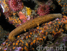 Warty Sea Cucumber - Echinoderms<br>(<i>Parastichopus parvimensis</i>)