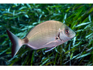 Mediterranean White Seabream - Porgy<br>(<i>Diplodus sargus</i>)