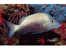 White Grunt - Grunt<br>(<i>Haemulon plumierii</i>)