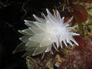 White-lined Dirona - Mollusks<br>(<i>Dirona albolineata</i>)