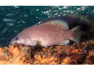 Whitespotted Soapfish - Seabass<br>(<i>Rypticus maculatus</i>)