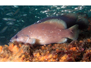 Whitespotted Soapfish - Seabass (<i>Rypticus maculatus</i>)