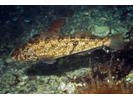 Whitespotted Greenling - Greenling<br>(<i>Hexagrammos stelleri</i>)