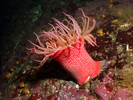 White-spotted Anemone - Cnidarians<br>(<i>Urticina sp.</i>)