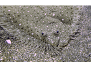 Windowpane Flounder - Flounder<br>(<i>Scophthalmus aquosus</i>)