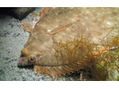 Winter Flounder - Flounder (Right-Eye)<br>(<i>Pseudopleuronectes americanus</i>)