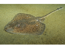 Winter Skate - Skate<br>(<i>Leucoraja ocellata</i>)