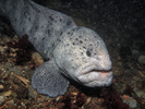 Wolf-eel - Wolffish<br>(<i>Anarrhichthys ocellatus</i>)