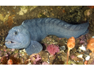 Atlantic Wolffish - Wolffish<br>(<i>Anarhichas lupus</i>)