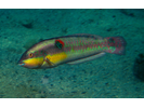 Wounded Wrasse - Wrasse - Señorita<br>(<i>Halichoeres chierchiae</i>)