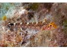 Yellow Black-faced Triplefin - Triplefin<br>(<i>Tripterygion delaisi</i>)