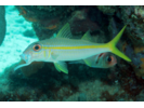 Yellow Goatfish - Goatfish<br>(<i>Mulloidichthys martinicus</i>)