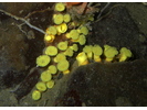 Yellow Boring Sponge - Poriferans<br>(<i>Cliona californiana</i>)