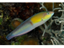 Yellowhead Wrasse - Wrasse<br>(<i>Halichoeres garnoti</i>)