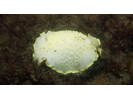 Yellow Margin Dorid Complex - Mollusks<br>(<i>Cadlina luteomarginata/sylviaearleae/klasmalmbergi/jannanicholsae/Acanthodoris hudsoni</i>)