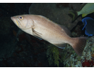 Yellowmouth Grouper - Seabass<br>(<i>Mycteroperca interstitialis</i>)