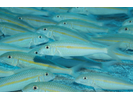 Yellowstripe Goatfish (aka Squarespot Goatfish) - Goatfish<br>(<i>Mulloidichthys flavolineatus</i>)