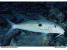 Squarespot Goatfish (aka Yellowstripe Goatfish) - Goatfish<br>(<i>Mulloidichthys flavolineatus</i>)