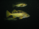 Yellowtail Rockfish - Scorpionfish<br>(<i>Sebastes flavidus</i>)