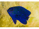 Yellowtail Damselfish - Damselfish (<i>Microspathodon chrysurus</i>)