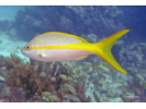 Yellowtail Snapper - Snapper<br>(<i>Ocyurus chrysurus</i>)