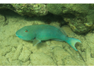 Yellowtail (Redfin) Parrotfish - Parrotfish<br>(<i>Sparisoma rubripinne</i>)