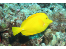 Yellow Tang - Surgeonfish<br>(<i>Zebrasoma flavescens</i>)