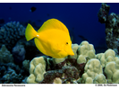 Yellow Tang - Surgeonfish<br>(<i>Zebrasoma flavescens</i>)