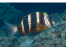 Zebra Seabream - Porgy<br>(<i>Diplodus cervinus</i>)