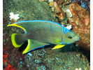 Townsend Angelfish (Hybrid Queen/Blue) - Angelfish<br>(<i>Holacanthus sp. (Hybrid)</i>)