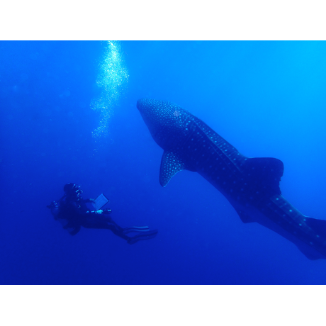 Chuck and a Whale Shark