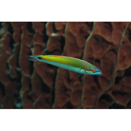 Rainbow Wrasse by Janna Nichols