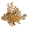 Host a Lionfish Derby or Workshop